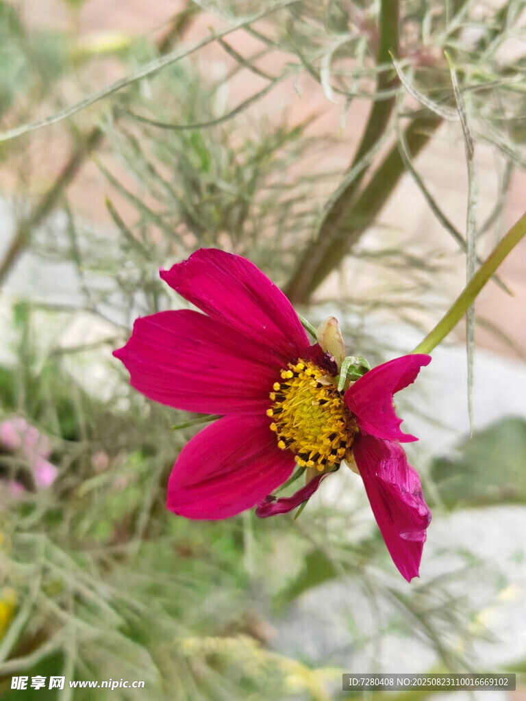 娇艳绽放的红色花朵