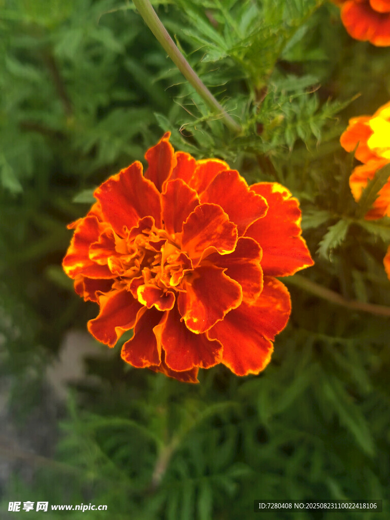 鲜艳橘色万寿菊特写