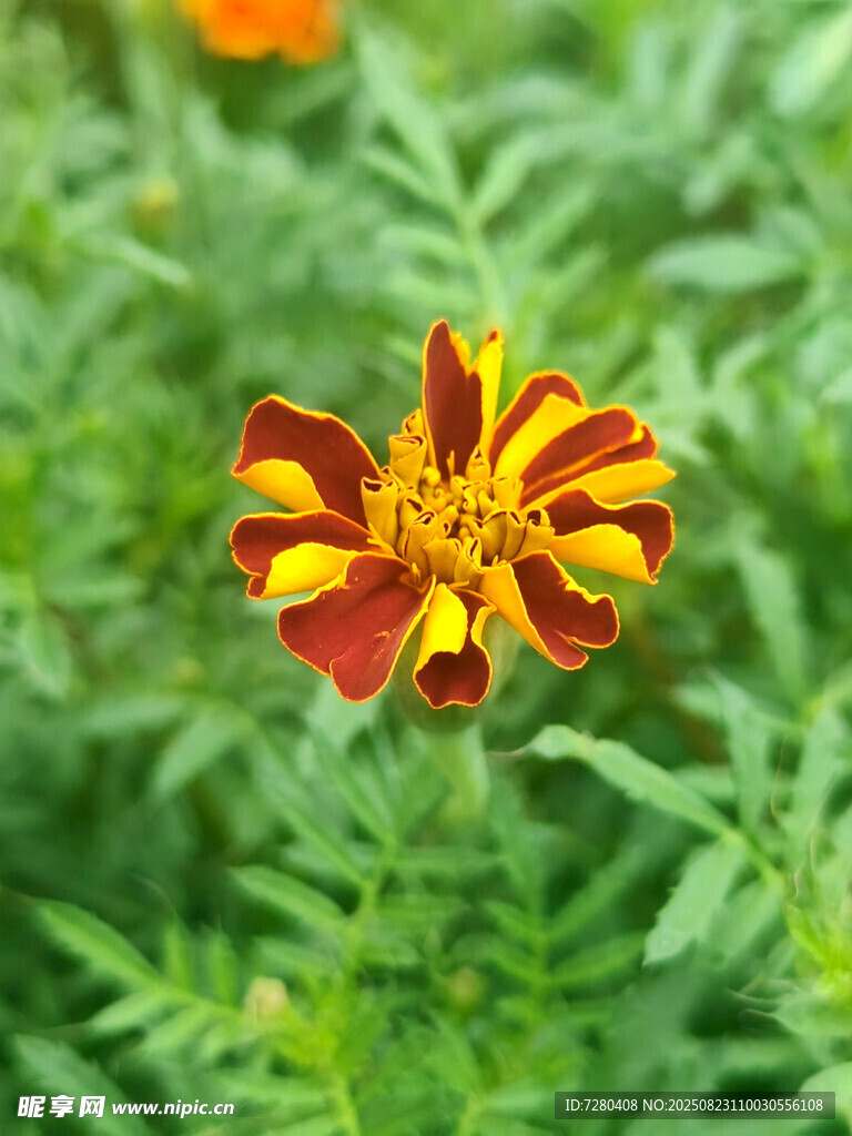 红黄相间的美丽万寿菊