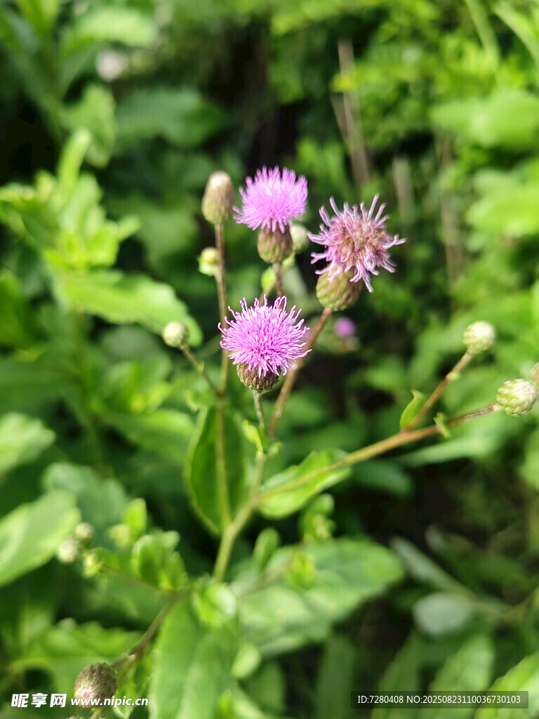 野外绽放的紫色小花