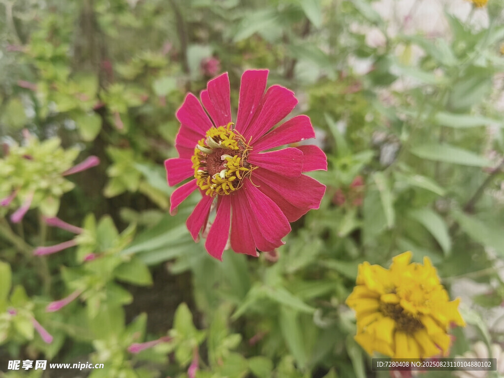 娇艳绽放的两色百日菊