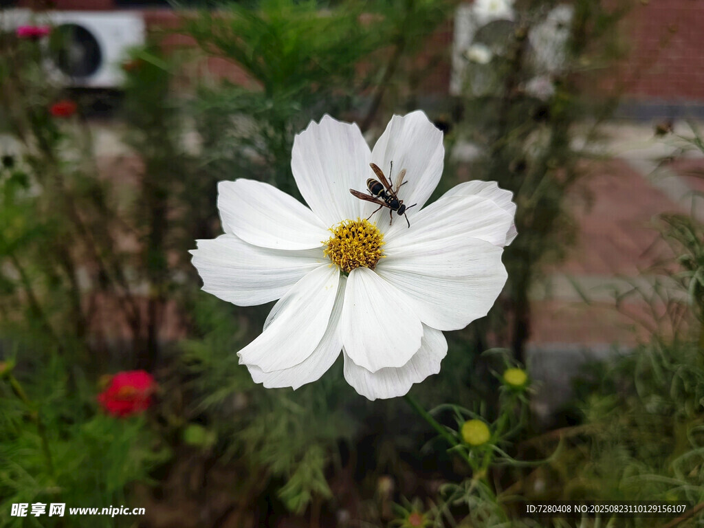白色格桑花上的小昆虫