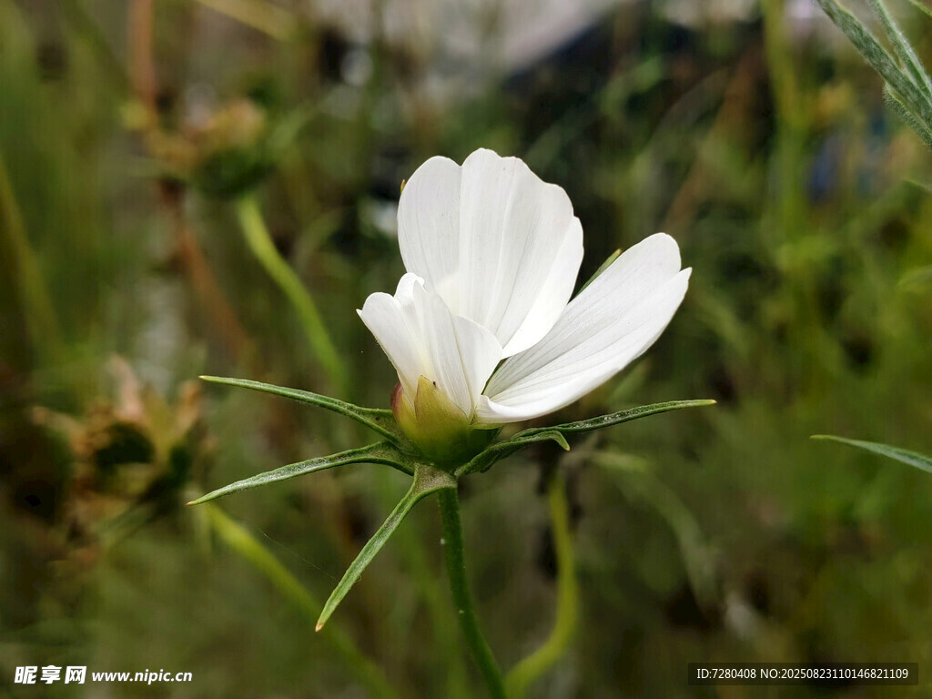 白色花朵绽放于绿植间