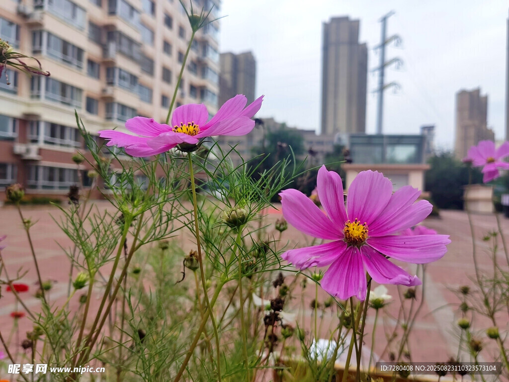 城市中绽放的美丽格桑花