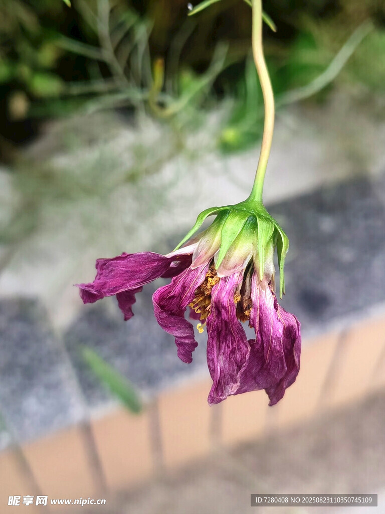 枯萎的紫色花朵
