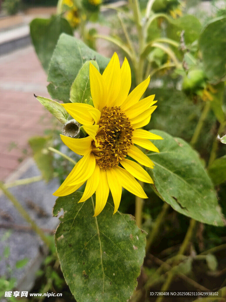 向日葵上的蜜蜂