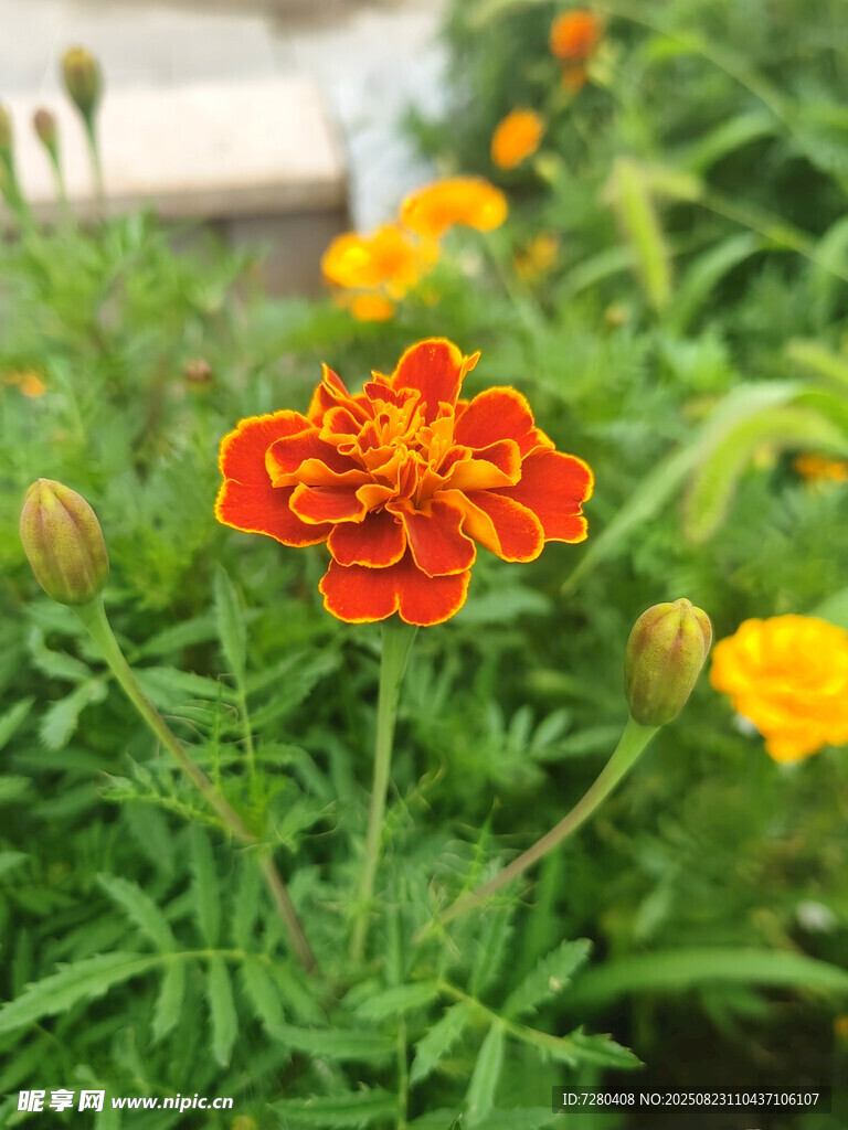 鲜艳多彩的万寿菊绽放