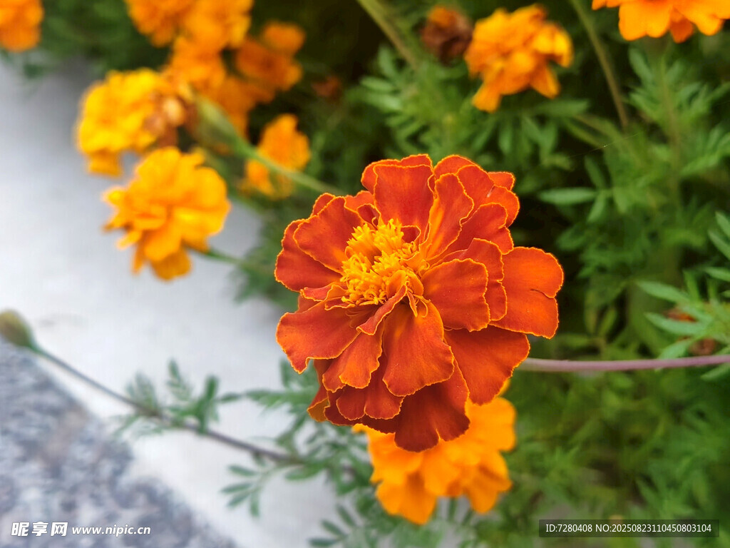 鲜艳橘黄花朵绽放