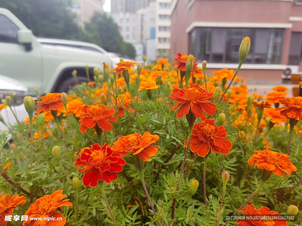 街头盛放的鲜艳万寿菊