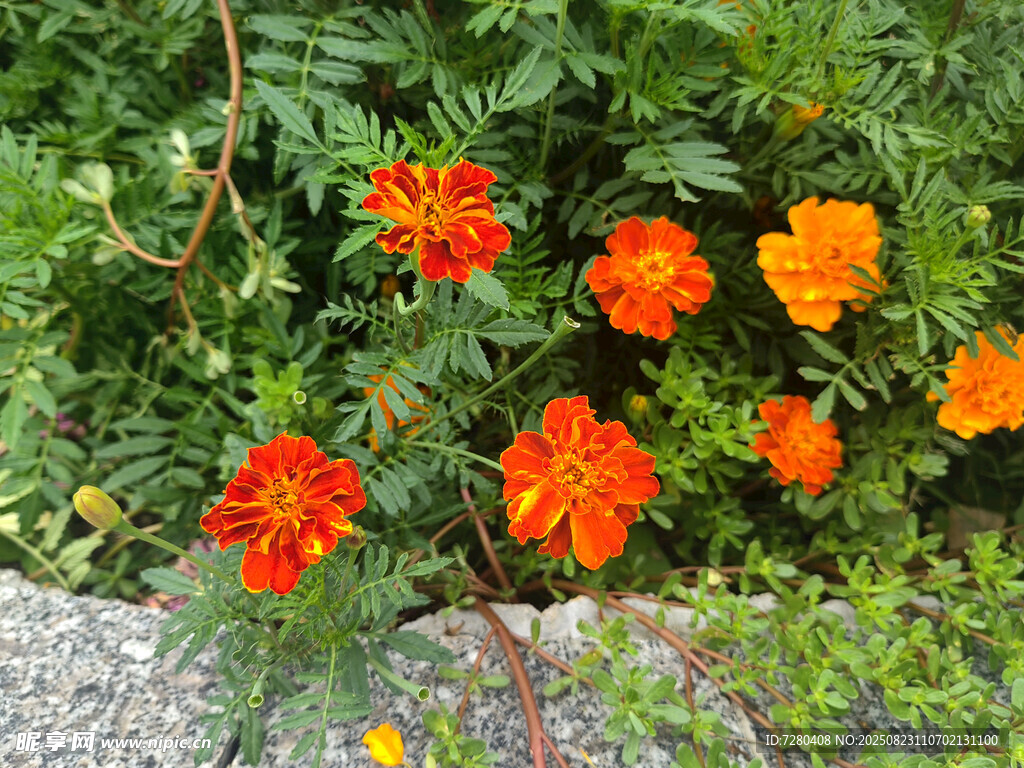 鲜艳橘色花朵绽放于绿植间