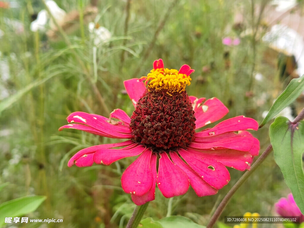 娇艳粉色花朵绽放于草丛