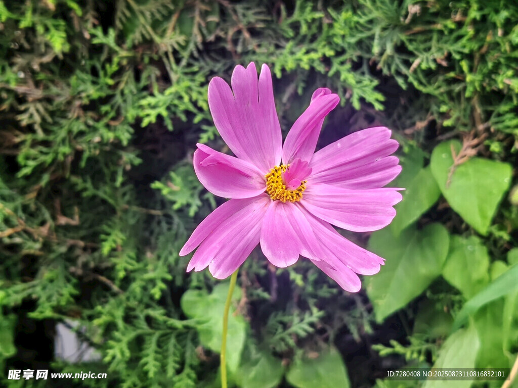 娇艳粉色格桑花绽放