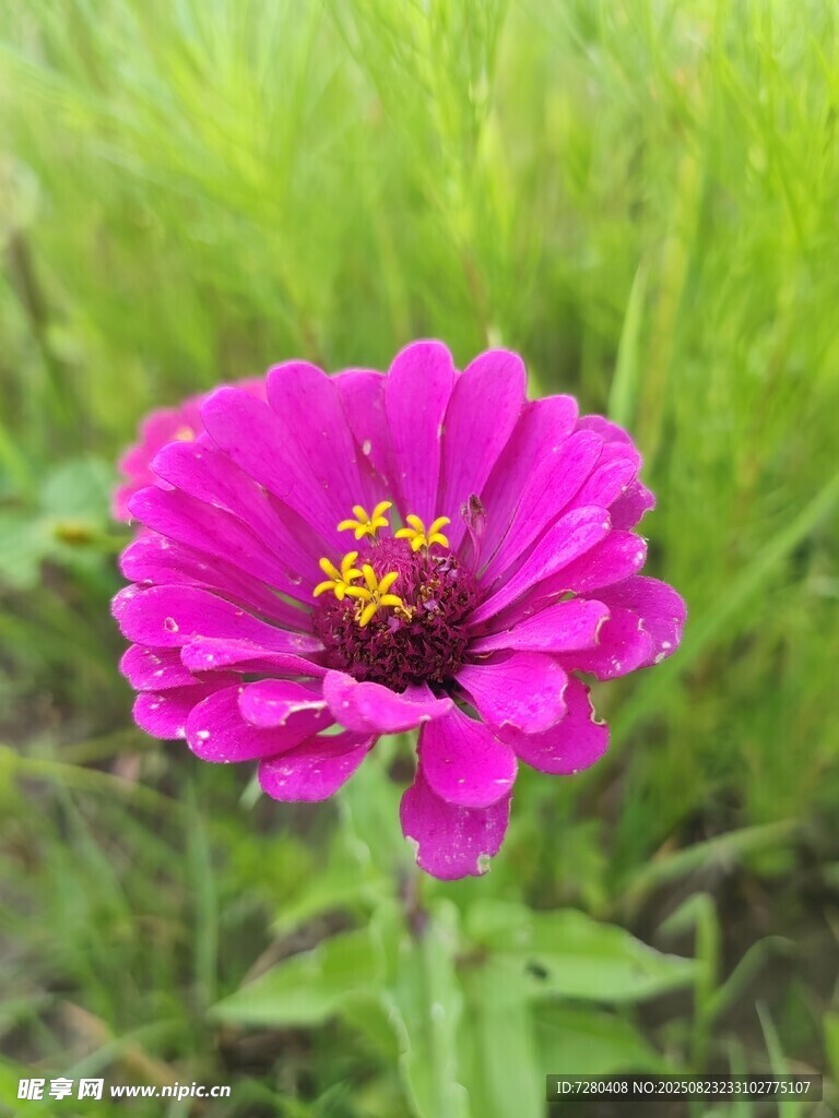 艳丽玫红花朵绽放