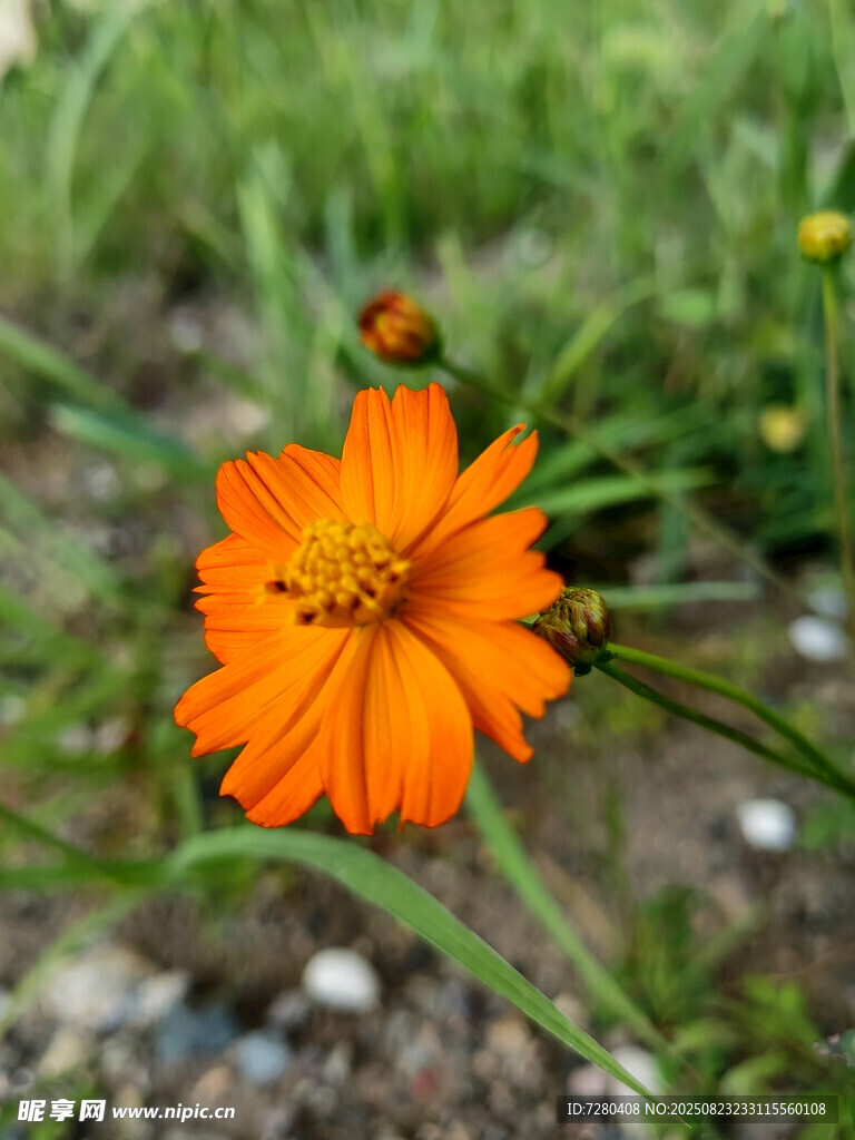 橙色小花绽放于草地间