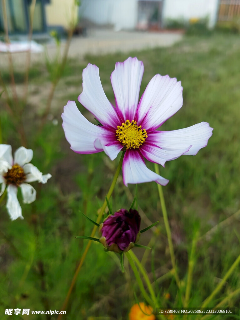 田野中的美丽波斯菊