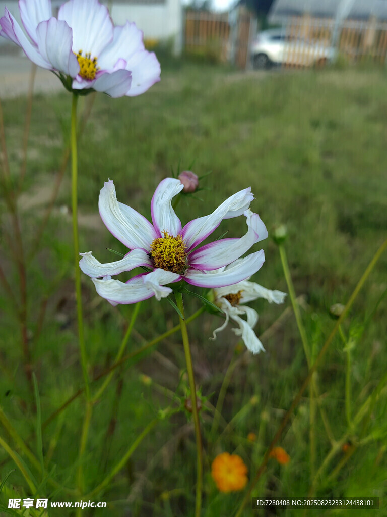 田野中的美丽波斯菊