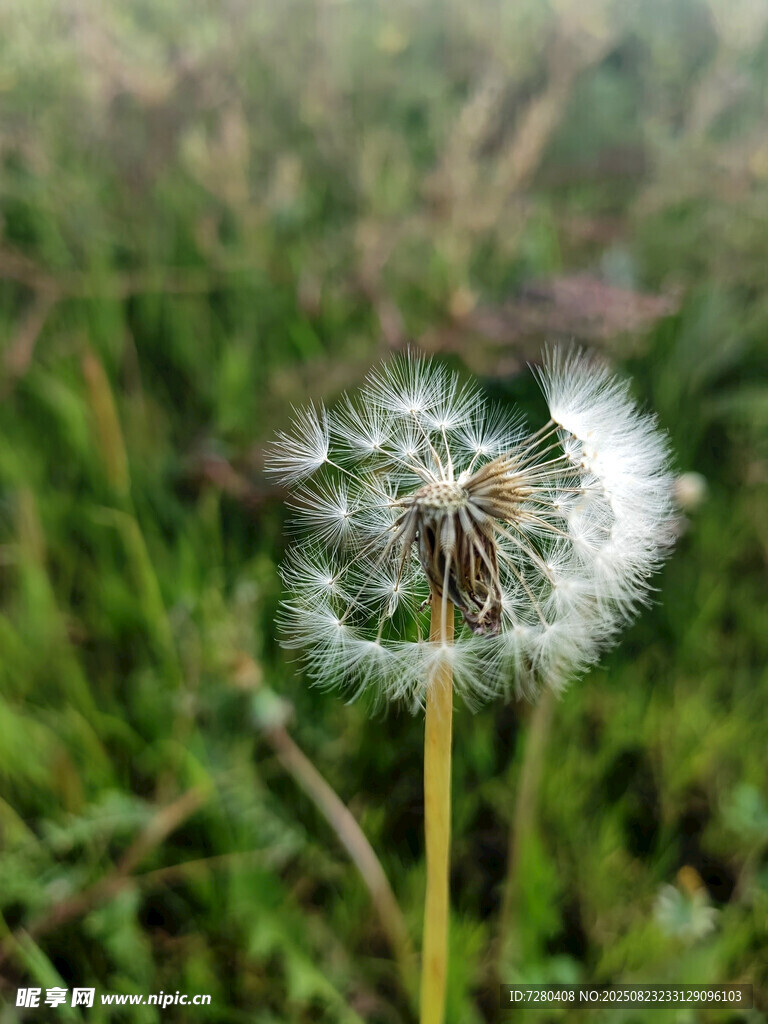 蒲公英特写绽放在绿野间