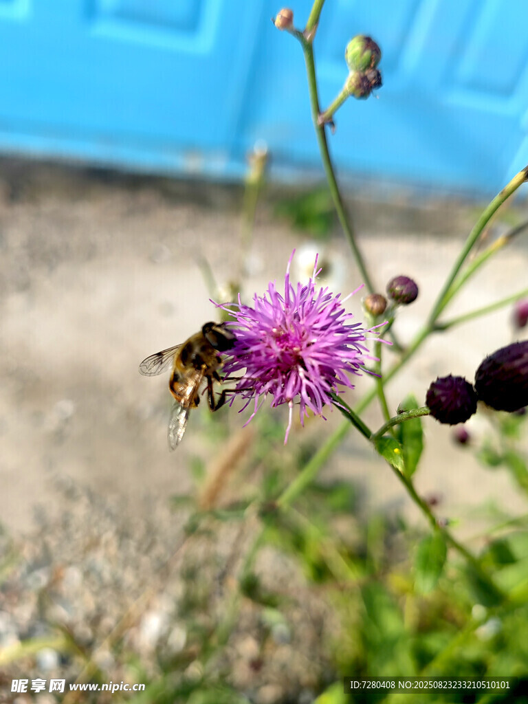 蜜蜂采蜜于紫色小花间