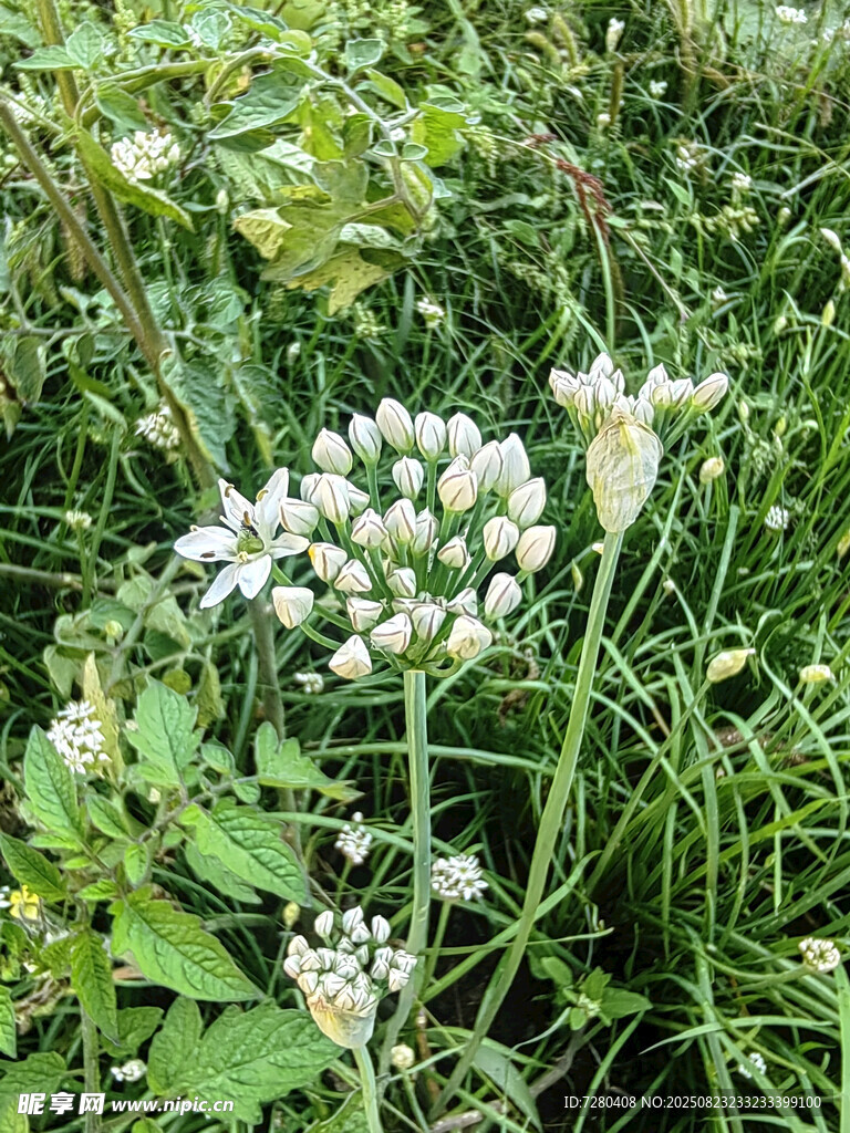 野地中的白色葱属植物