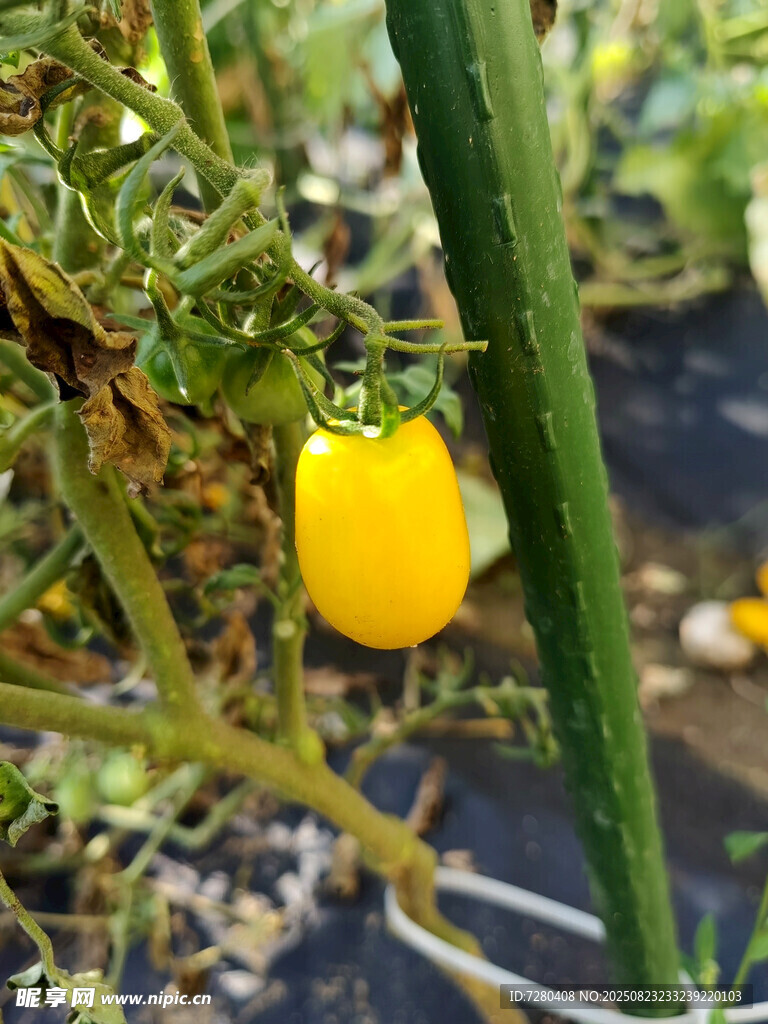 黄色小番茄挂在植株上