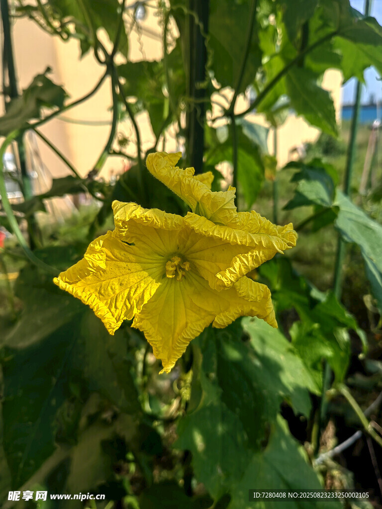 黄色绽放的鲜嫩丝瓜花