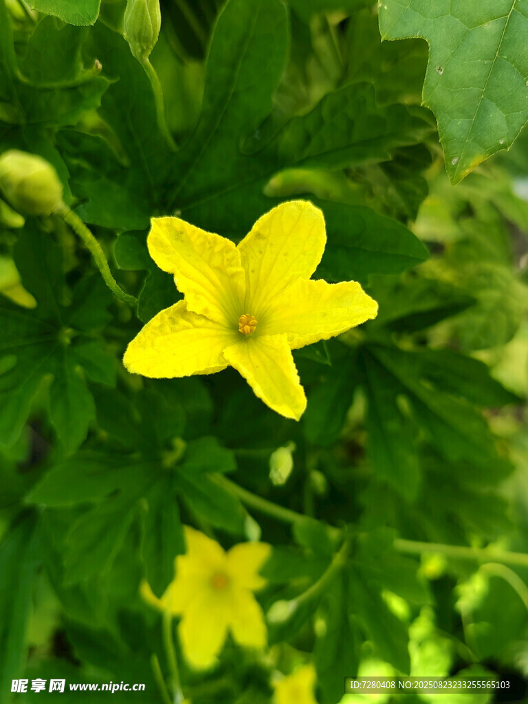 黄色小花绽放绿叶间