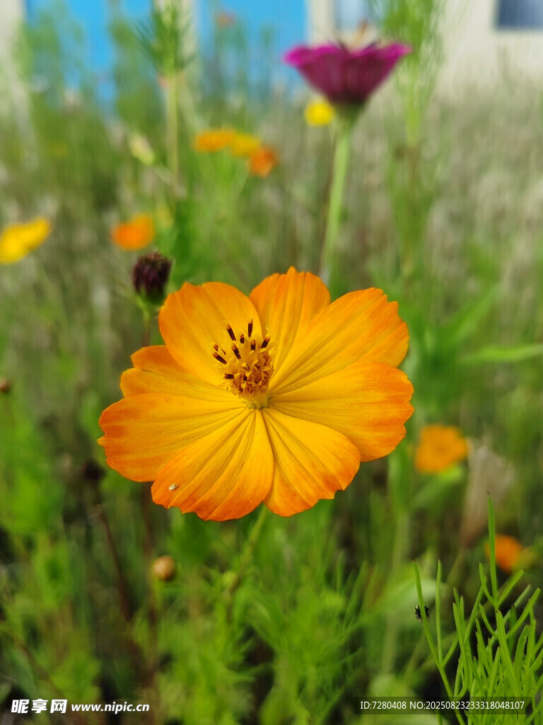 绽放的橙色波斯菊