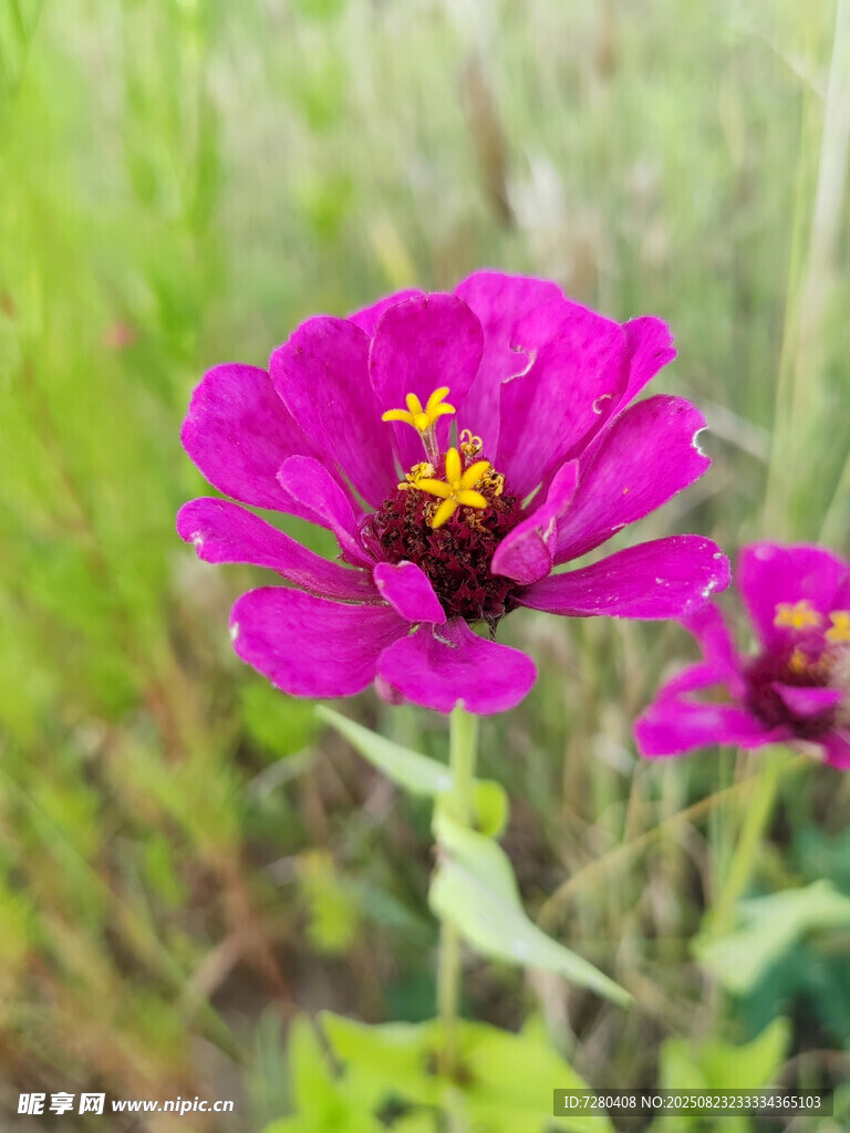 艳丽紫花绽放于绿野
