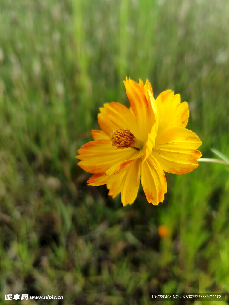 黄色单朵小花绽放于草地