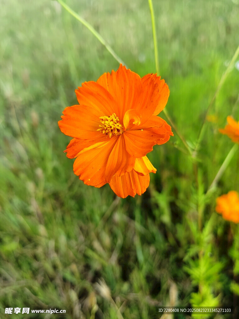 橙色小花绽放于绿草间