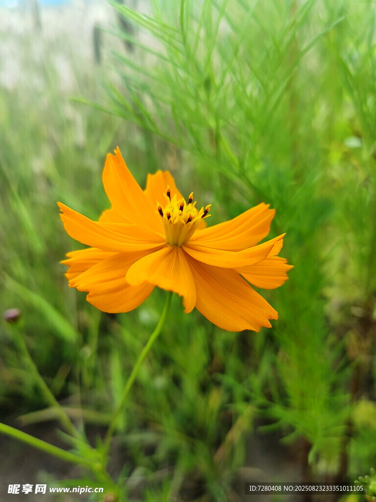 橙色花朵绽放于绿野间
