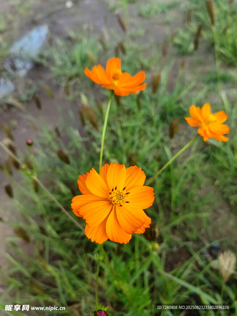 橙色小花绽放于绿丛中