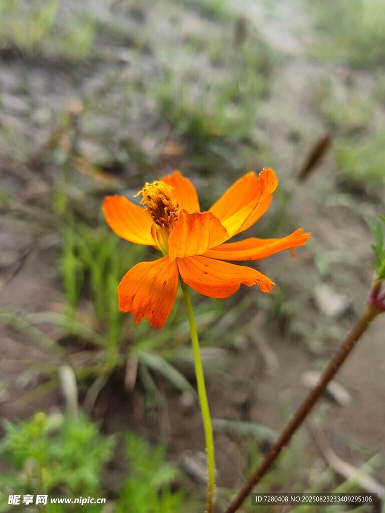 田野中的橙色小花