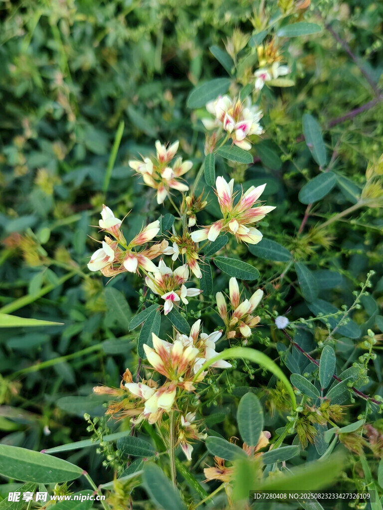 绽放的野花