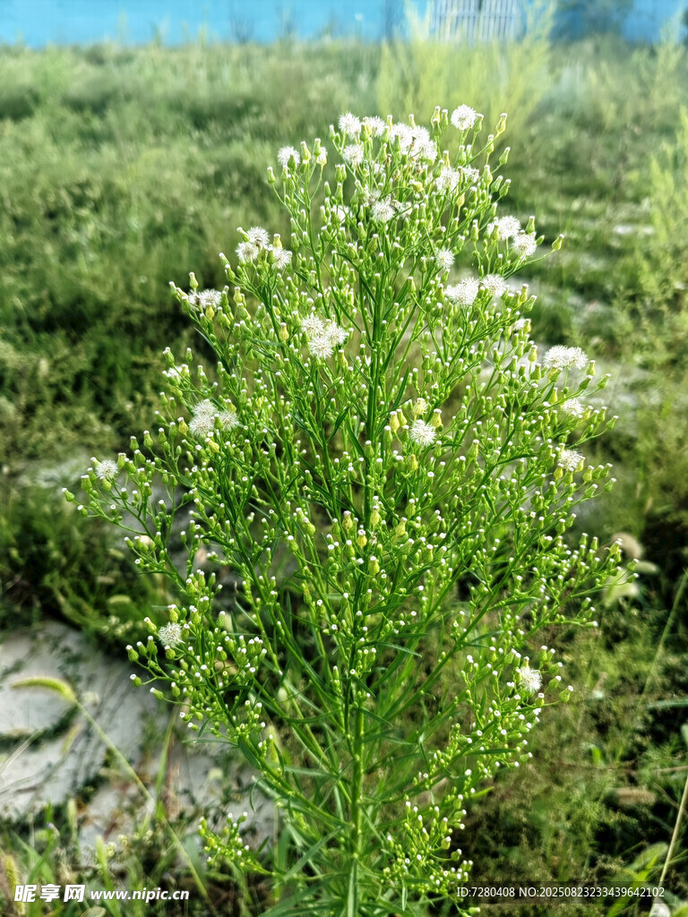 野外绿色植物与白色小花