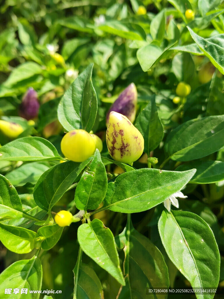 多彩辣椒植株特写