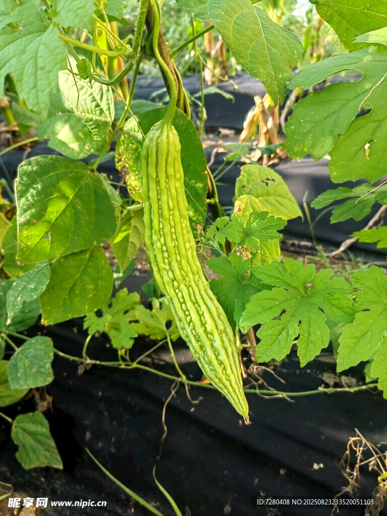 藤蔓上的新鲜苦瓜