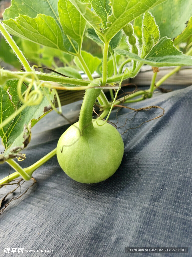 藤蔓上的青葫芦