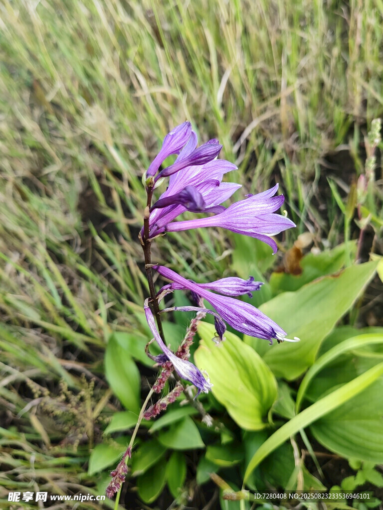 草丛中的紫色美丽花朵