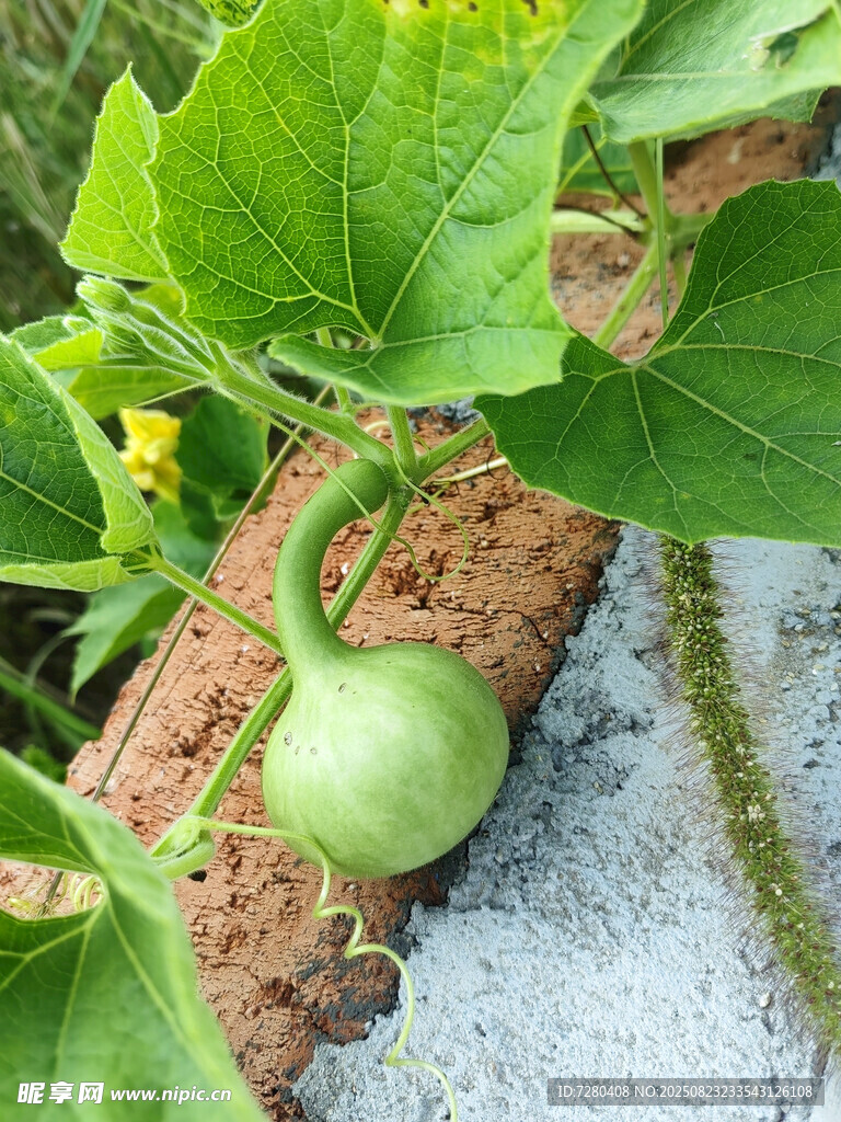 藤蔓上的葫芦