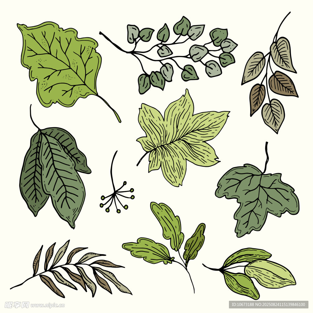 手绘多样绿植叶片集合