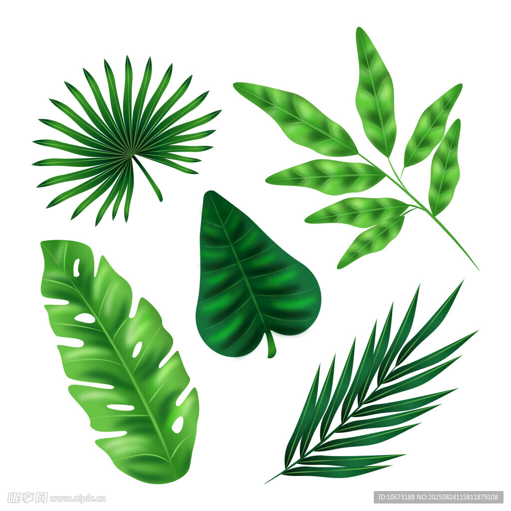 热带绿植叶片插画集合