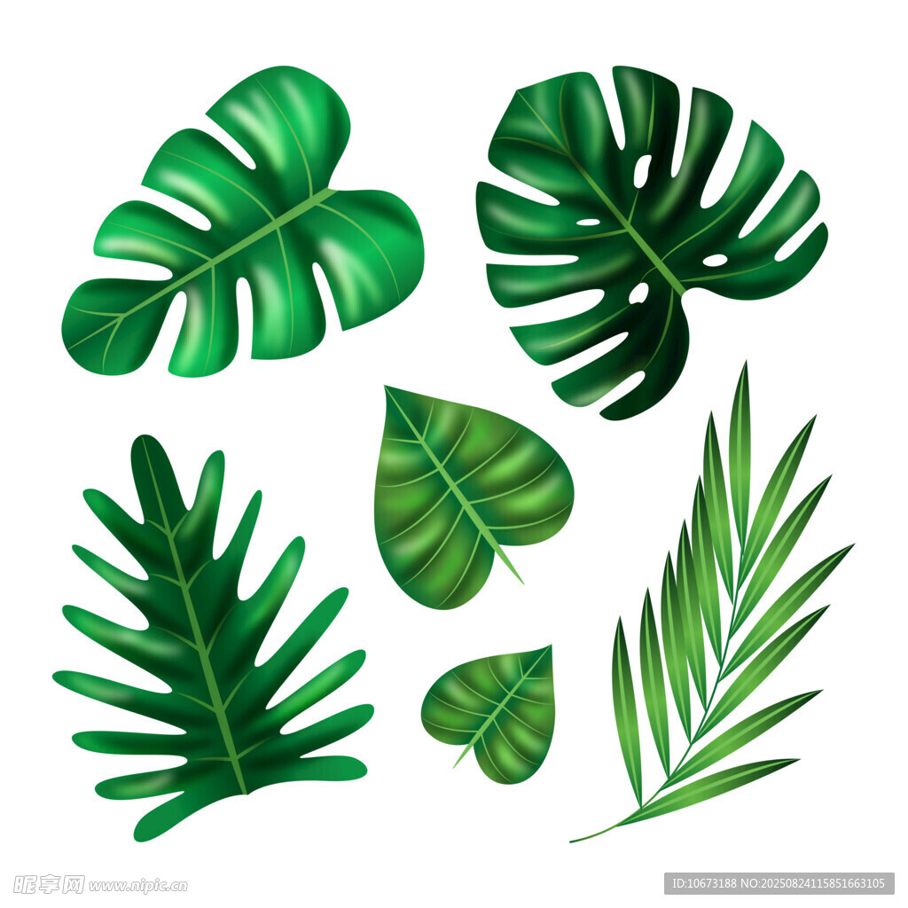 热带风绿色植物叶片集合