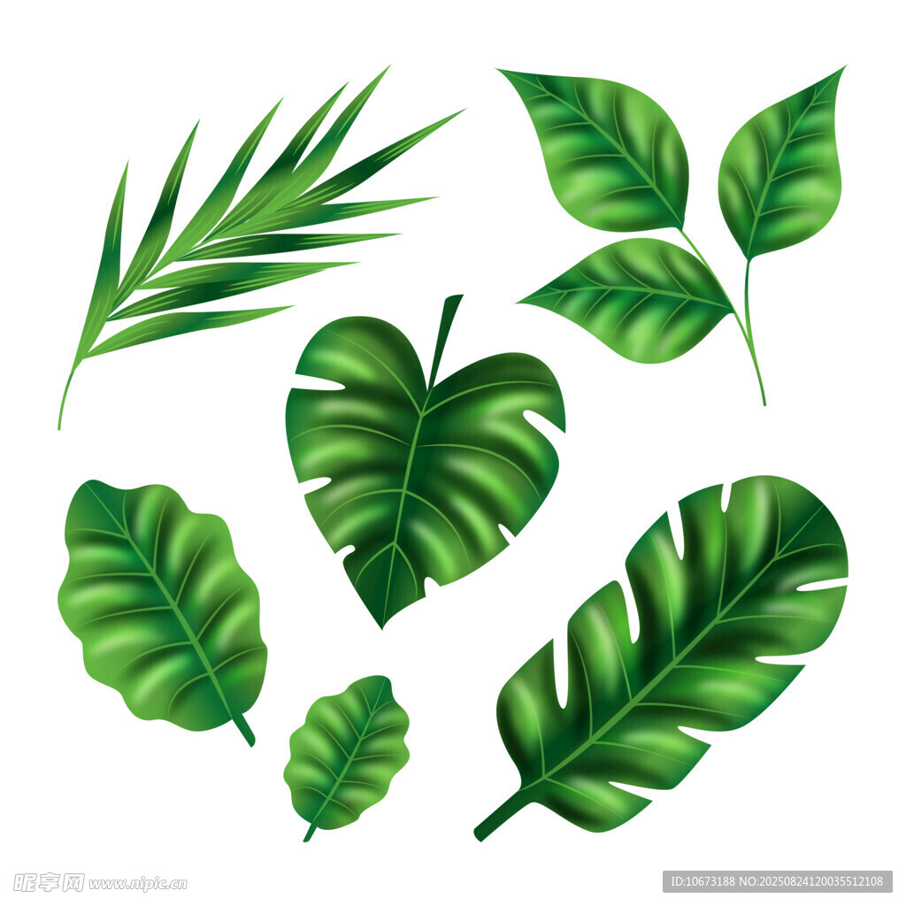 热带绿植叶片矢量素材