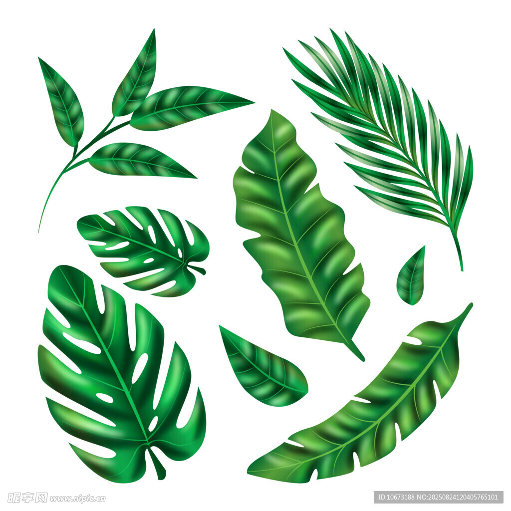 热带绿植叶片集合