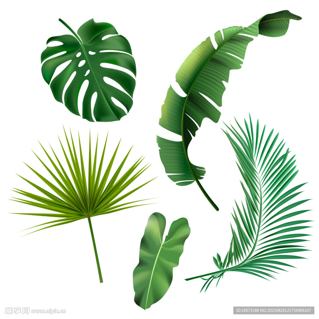 热带风情绿植叶片集合