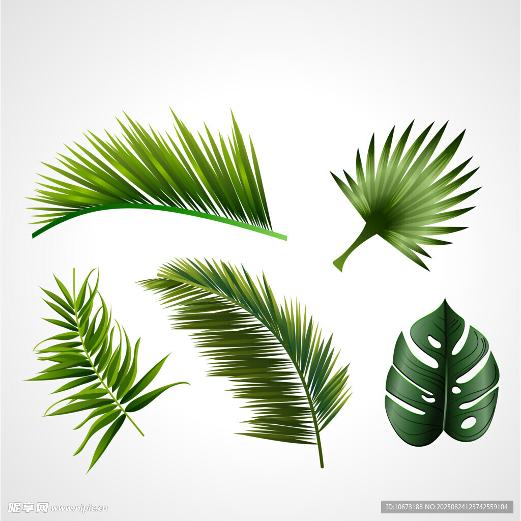 多样热带植物叶片插画