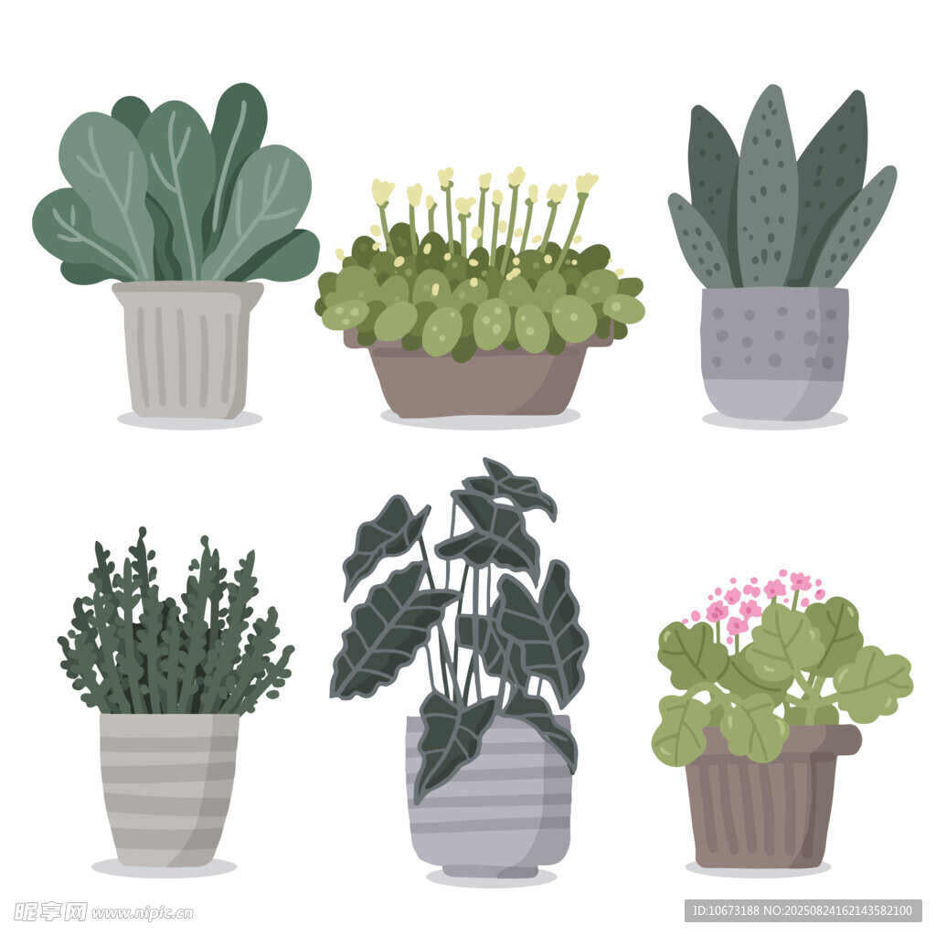 多样盆栽植物展示