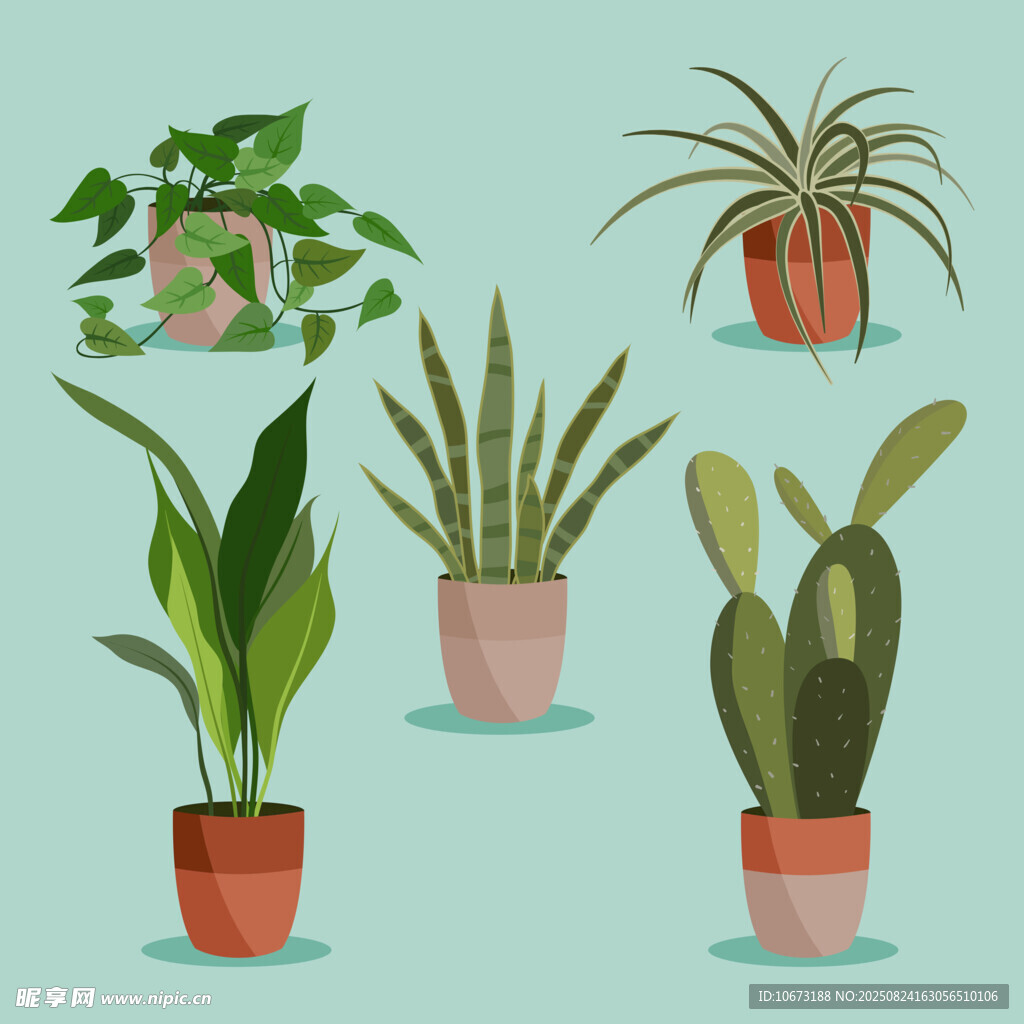 多样盆栽植物展示