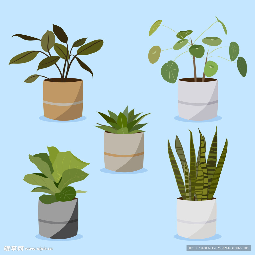 多样盆栽植物展示